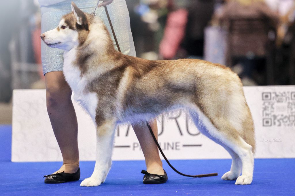 World Dog Show Genève 2023