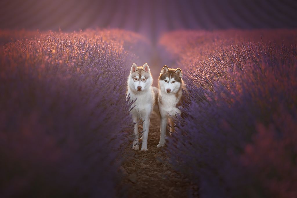 Valensole Audrey Bellot